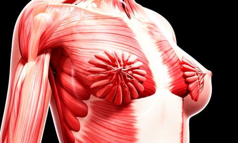 How a viral image of breasts exposes science's obsession with the male body | Jill Filipovic | Life and style | The Guardian Exercise Fashion, Women Anatomy, Social Structure, Body Muscles, Muscular System, Radical Feminism, Right To Choose, Women Issues, The Patriarchy