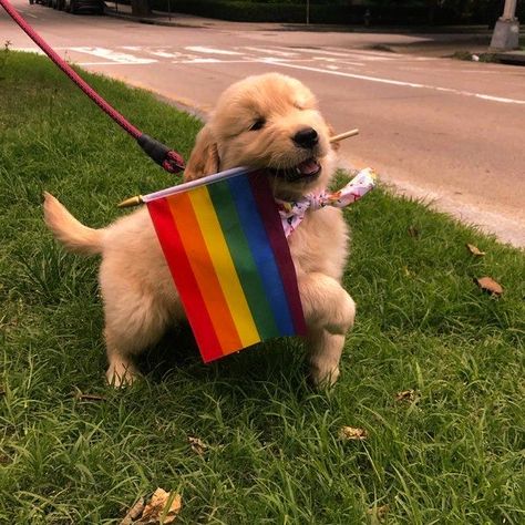 No Snapchat, Happy Pride, Rainbow Flag, A Dog, Snapchat, Flag, Rainbow