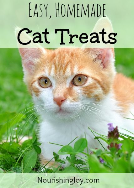 Diy Cat Treats, Homemade Cat Treats, Cat Food Recipe, Kitty Treats, Homemade Pet Treats, Cat Food Recipes, Pet Remedies, Pet Treats Recipes, Chat Diy