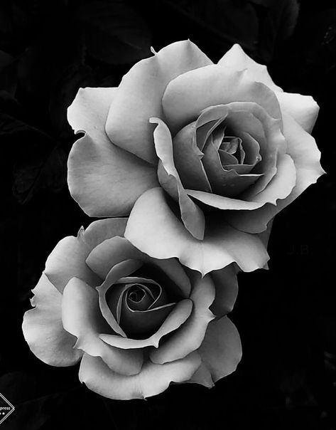 Black And Grey Rose Photography, Rose Tattoo Reference, Rose Reference Black And Grey, Black And White Rose Photography, 2 Roses Tattoo Design, Realism Flower Tattoo, Realistic Rose Drawing, Roses Black And White, Animal Design Tattoo