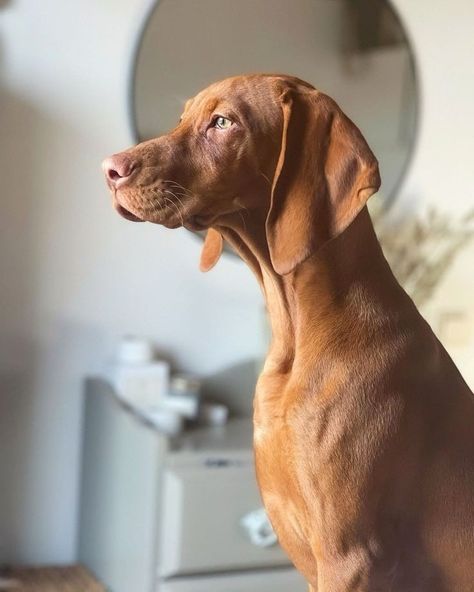 Vizsla Funny, Dog Ear Tattoo, Tattoo Ideas Dog, Cute Animal Tattoos, Most Beautiful Dog Breeds, Dog Print Tattoo, Puppy Sketch, Vizsla Dog, Dog Videos Funny