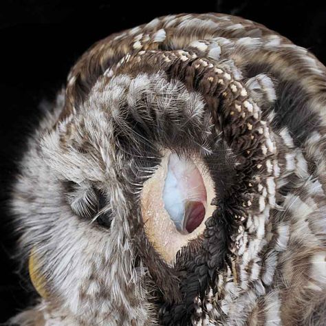 Owl Ears | Naturally Curious with Mary Holland Owl Ears, Sense Of Hearing, Eye Anatomy, Barred Owl, Owl Eyes, Crochet Owl, Owl Earrings, Baby Owls, Barn Owl