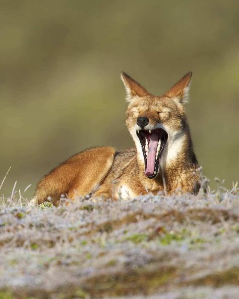 Ethiopian Wolf (Canis simensis) / Loup d'Abyssinie Ethiopian Wolf, Wolf Photography, Wolf Pack, Wolves, Drinking Tea, Reptiles, Fox, Tea, Animals