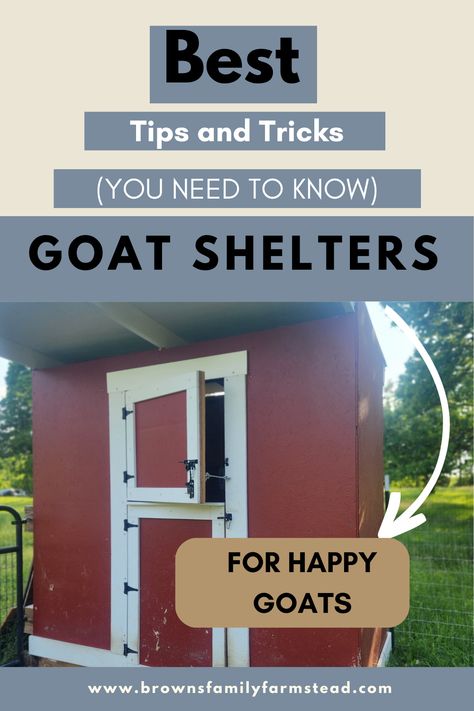 Goats laying in front of goat barn Easy Goat Shelter, Cheap Goat Shelter, Goat Houses Shelters, Goat Barn Layout, Pallet Goat Shelter, Small Goat Barn, Goat Shed, Goat Shelter, Barn Layout