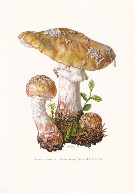 For more mushroom and fungi prints from this series: https://www.etsy.com/uk/shop/BidefordAntiques?search_query=1960+mushroom 𝐀𝐁𝐎𝐔𝐓 𝐓𝐇𝐈𝐒 𝐏𝐑𝐈𝐍𝐓: The size of the print is 7.5 x 10.6 inches, or 27 x 19 cm. An ORIGINAL vintage print published 1960 / 1961. It is printed on lovely, thick paper. On the back of the print, a scientific explanation is given in French (because the paper is thick, it doesn't show through). BUY 3 ITEMS, GET 33% OFF: APPLIED AUTOMATICALLY 𝐀𝐁𝐎𝐔𝐓 𝐘𝐎𝐔𝐑 𝐏? Fungi Illustration, Mushroom Illustrations, Mushrooms Art, Mushroom Illustration, Mushroom Drawing, Illustration Botanique, Mushroom Fungi, Vintage Mushroom, Mushroom Decor