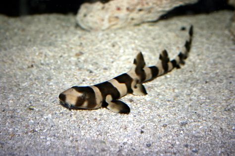 Brownbanded Bamboo Shark Bamboo Shark, Cat Shark, Leopard Shark, Types Of Sharks, Small Shark, Shark Family, Different Fish, Saltwater Fish, Home Aquarium