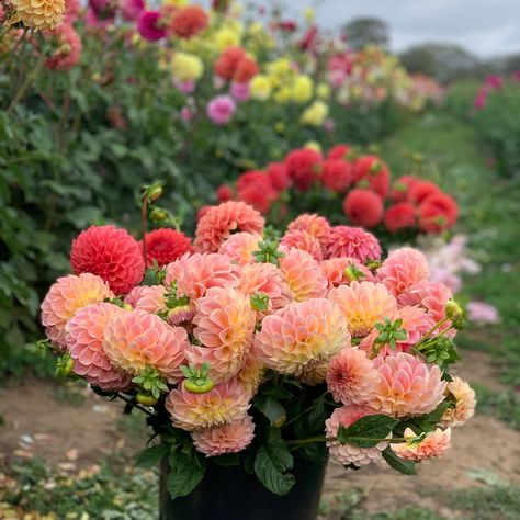 I just love seeing all of the beautiful dahlia orders as they cross our packing bench. 🥰 So many beautiful dahlias are heading out to other gardens and farms over the rest of this month and I couldn’t be more excited for you! I hope you love your new additions. 🌱 Featured in these photos is the lovely Coorabell Moonglow. Colour can vary across the season with peach, gold, yellow and even pink tones to the blooms. Cut Flower Farm, Dahlia Flower, Seasonal Flowers, Moon Glow, Flower Farm, Pink Tone, Flower Lover, Cut Flowers, Gold Yellow