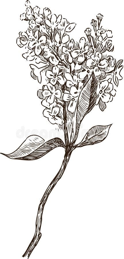 Lilac Sketch, Lilac Illustration, Lilac Tattoo, Cool Tattoo Drawings, Flowers Graphic, Dreamy Photography, Botanical Tattoo, Flower Sketches, Black Ink Tattoos