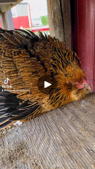 237K views · 2.7K reactions | It’s broody season. If you don’t want chicks, your hen is setting on unfertilized eggs, or you just need to break a broody- broody jail is the way to go! #broody #foryoureel #fyp #reels #backyardchickens #chickens #hen #chicks #hatching | Chicken Schmidt Farms Way To Go, Chickens Backyard, Chicken Coop, Schmidt, Coop, Hen, The Way, Chicken