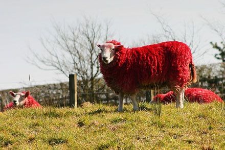 Andrew Jack, a farmer of Scotland, painted his flock of sheep bright red in an effort to "brighten things up". ... Lamb Aesthetic, Red Sheep, Red Stuff, Red Things, Derpy Hooves, Sheep And Lamb, Weird Stuff, Black Sheep, Amazing Places