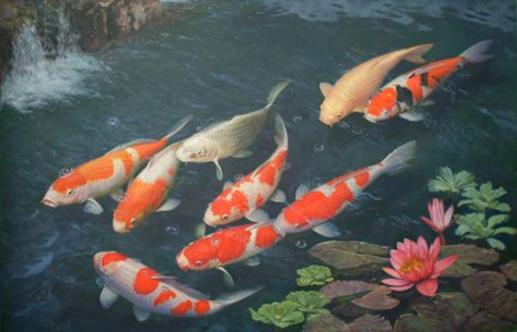 walls koi fish wallpaper free download koi fish wallpaper hd koi fish ... Carp Wallpaper, Koi Wallpaper, Koi Fish Colors, Live Fish Wallpaper, Fish Background, Coy Fish, Koi Painting, Koi Fish Drawing, Free Live Wallpapers