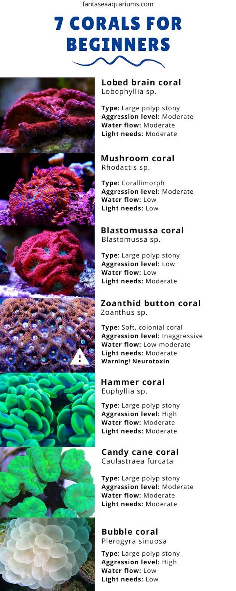 Salt Water Fish Tank Ideas, Types Of Coral Reef, Coral Tank Aquarium, Coral Types, Aquarium Coral Reefs, Saltwater Tank Setup, Types Of Coral, Salt Water Aquarium, Coral Reef Tank