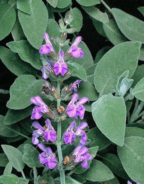 Outdoor Herb Garden, Salvia Officinalis, Basil Seeds, Sunflower Photo, Perennial Shrubs, Sage Leaves, Culinary Herbs, Fruit Seeds, Poppy Seeds