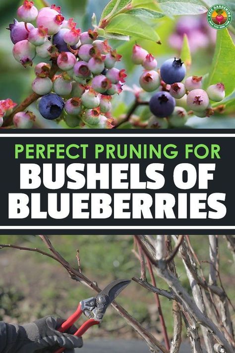 Raspberry Gardening, Pruning Blueberries, Blueberry Farming, Pruning Blueberry Bushes, Pruning Raspberries, Grow Blueberries, Planting Fruit, Blueberry Gardening, Epic Gardening