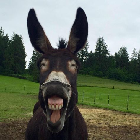 James Urquhart Funny Donkey Pictures, Donkey Pics, Donkey Funny, Donkey Images, Smiling Animals, Cute Donkey, Animal Antics, Mule, Clydesdale