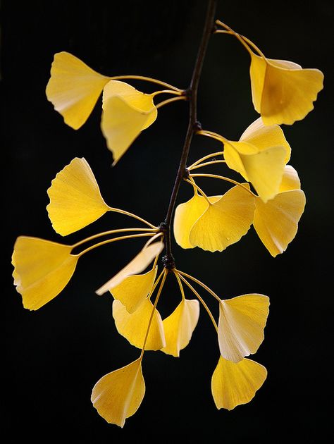 Ginkgo Gold | Flickr - Photo Sharing! Maidenhair Tree, Temple Gardens, Gingko Leaves, Ginkgo Leaves, Ginkgo Biloba, Ginkgo Leaf, Tree Leaves, Mellow Yellow, Fall Flowers