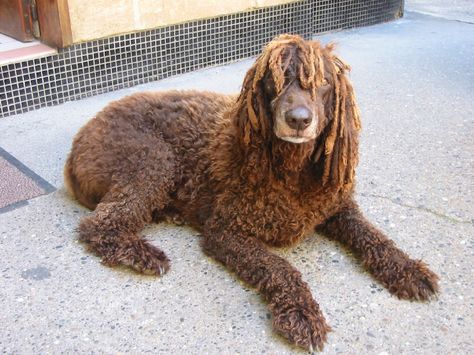 Effin awesome dread dog:) Dog With Dreads, Dreadlock Dog, Dog Clinic, Oc Reference, Dog Medicine, Poodle Cuts, Dog Haircuts, Standard Poodles, Real Dog