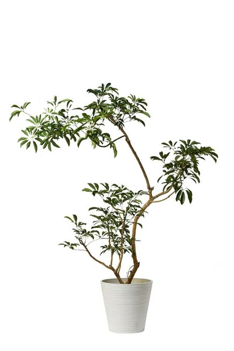 Bonsai Techniques, Japanese Tree, نباتات منزلية, Grass Wallpaper, Plant Decor Indoor, Interior Plants, Plant Vase, Plant Illustration, Foliage Plants