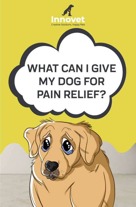 Dog Friendly Medications, Medications For Dogs, Human Meds For Dogs, Medicine For Dogs Over The Counter, What Can I Give My Dog For Pain, Over The Counter Meds For Dogs, Dog Medicine Over The Counter, Tylenol For Dogs, Medicine Safe For Dogs