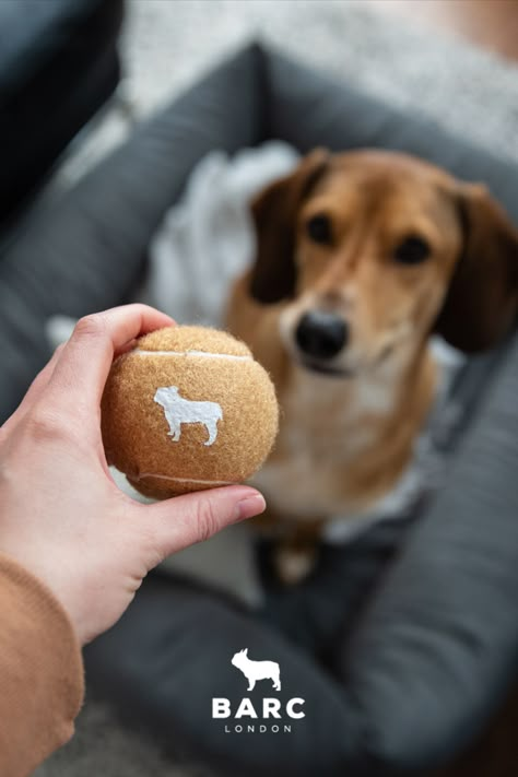 Neutral squeaky dog tennis ball held in front of Alan the rescue dog showing the Barc London logo. Pet Store Photoshoot, Dog Toys Photography, Dog Tennis Ball, Dog Brands, Dog Crying, Pet Store Ideas, Pet Brand, Pets Toys, Dog Brand