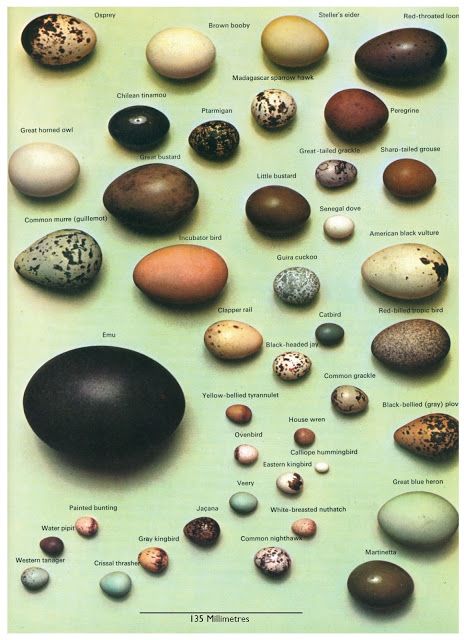 bird egg guide Bird Egg Identification, Herbs Book, Animal Knowledge, Historical Cooking, Pergola Planter, Types Of Eggs, Bird Identification, Bird Eggs, Scientific Illustration