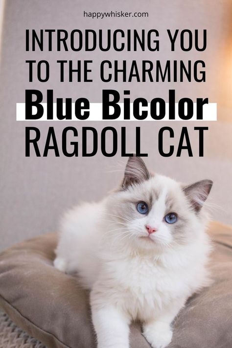 Introducing You To The Charming Blue Bicolor Ragdoll Cat Bicolor Ragdoll Cat, Blue Bicolor Ragdoll, Bicolor Ragdoll, Ragdoll Cat Breeders, Ragdoll Cat Colors, Bicolor Cat, Cat Tattoo Design, Ragdoll Cat Breed, Cats Tattoo