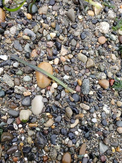 Agate Hunting 2020 Guemes Island Agate Hunting, Beach Combing, Hunting, Agate, Plants, Quick Saves