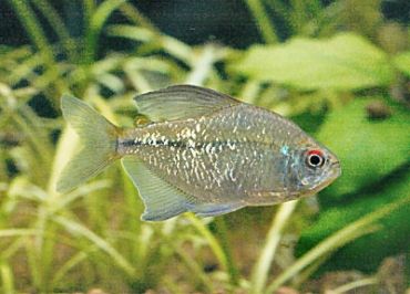 $ Diamond Tetra Diamond Tetra  pH: 6 - 7  Temperature: 75 F - 82 F   Size: Up to 2.5 Inches  Age: 3- 5 years  Scientific Name: Moenkhausia pittieri Diamond Tetra, Tetra Fish, Neon Tetra, Saltwater Aquarium Fish, Tropical Fish Aquarium, American Tank, Fish Breeding, Freshwater Aquarium Fish, Fish Aquarium