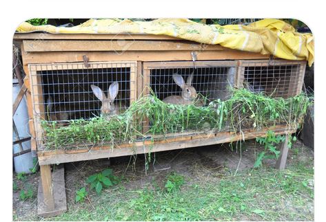 Rabbits Enclosure, Farm Baby Nursery, Rabbit Waterer, Rabbit Cages Outdoor, Raising Meat Rabbits, Rabbit Hutch Outdoor, Rabbit Farming, Diy Rabbit Hutch, Rabbit Pen