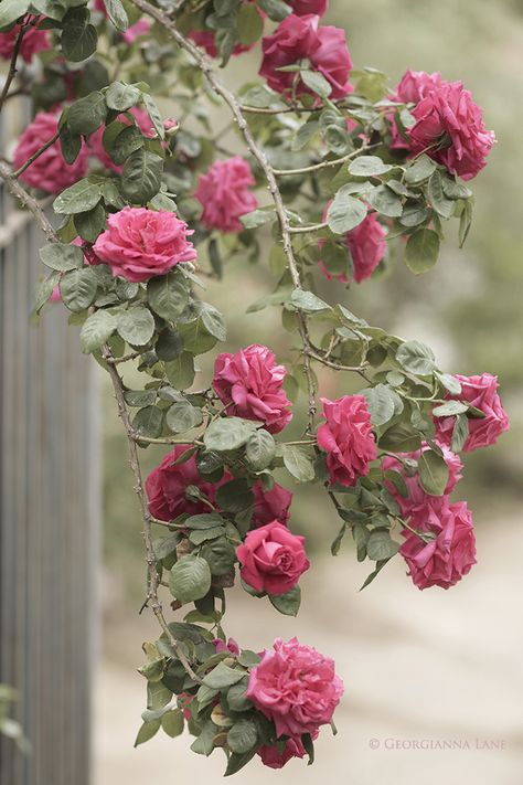 South American Sanctuary Roses Purple Home, Hybrid Tea Roses, Pink Garden, Climbing Roses, Rose Cottage, Love Rose, Tea Roses, Beautiful Blooms, Rose Garden