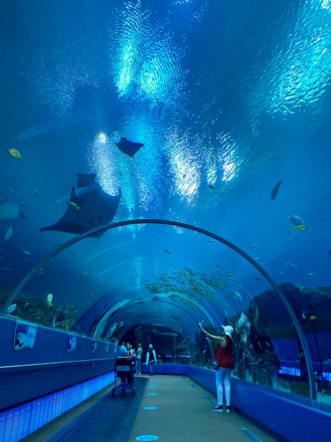 Explore the largest aquarium in the western hemisphere when you visit Atlanta, Georgia! Thus tunnel gives you an incredible view of whale sharks, manta rays, sharks, and so much more! Atlanta Georgia Aquarium, Georgia Aquarium Aesthetic, Aquarium Tunnel, Aquarium Atlanta, Atlanta Aquarium, Atlanta Trip, Aquarium Aesthetic, Alphabet Dating, Aquarium Pictures