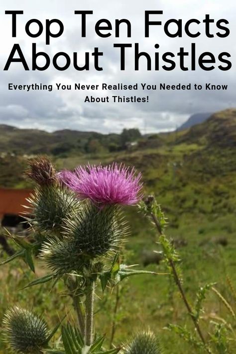 Top Ten Facts About Thistles! Thistle Meaning, Herbal Flowers, Thistle Crafts, Scottish Unicorn, Scottish Thistle Art, Thistle Plant, Medicinal Weeds, Scottish Rugby, Scottish Words