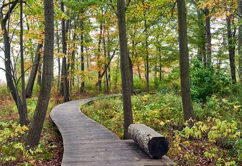 Stephen Stimson Associates Landscape Architects, Inc. / Forest Park Architect Presentation, Landscape Edit, Woodland Trail, Park Plan, Landscape Park, Northwest Garden, Board Walk, Woodland Gardens, Walkway Landscaping