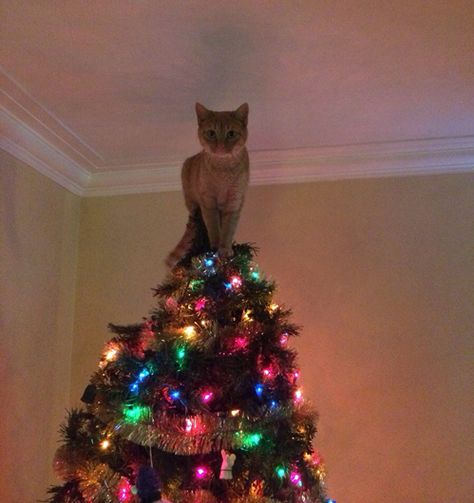 "No need to put a star on top of the tree now.." Humor Animal, Funny Cat Photos, Image Chat, What Do You Mean, Pet Paws, Cat Pet, Animal Quotes, Funny Animal Pictures, 귀여운 동물