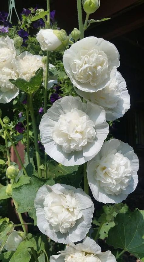 Garden Creative - I had to share my double Hollyhocks!!... Double Hollyhocks, Hollyhocks Flowers, Creative Gardening, White Gardens, Shades Of White, To Share, Plants, Flowers, Floral