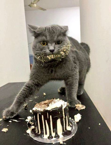 Cursed Cats, Fails, You Must, Media, On Twitter, Cake, On Instagram, Instagram