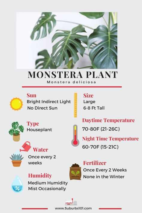 9 Tips on How to Care For Your Monstera Houseplant (Infographic) - Suburbs 101 Monstera Care, Selling Plants, Monstera Plant Care, Herb Tinctures, Plants Tips, Pet Wreath, Plant Benefits, Household Plants, Plant Care Houseplant