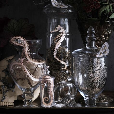 Alchemy Potions, Paper Skeleton, Paper Snake, Cali House, Halloween Apothecary Jars, Snake Skeleton, Oddities Decor, Halloween Diorama, Apothecary Decor