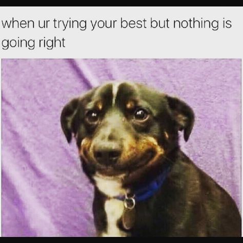 Me when I am trying my best but everything seems to go wrong!! Keep smiling and soldier on!! #positivitybreedspositivity #positivevibes #positivethinking #positivity Smiling Dogs, Memes Humor, Funny Animal Memes, Funny Animal Pictures, Funny Animal, Best Funny Pictures, Animal Memes, Cute Photos, Funny Photos