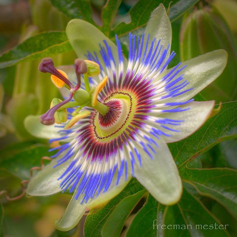 Passion Flower--we have these growing beautifully on our porch.  MLM calls them "special flowers" Twists Passion, Passion Twists Hairstyle, Gardening Tattoo, Passion Fruit Flower, Gardener Aesthetic, Gardening Aesthetic, Passion Flowers, Garden Tattoo, Passion Twists