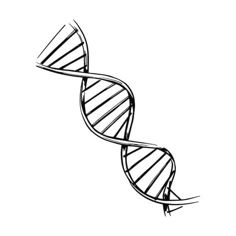 Dna Strand Drawing, Dna Sketch, Knight On A Horse, Baking Wallpaper, Dna Drawing, Dna Tattoo, Dna Helix, Dibujo Simple, Powerpoint Slide Designs