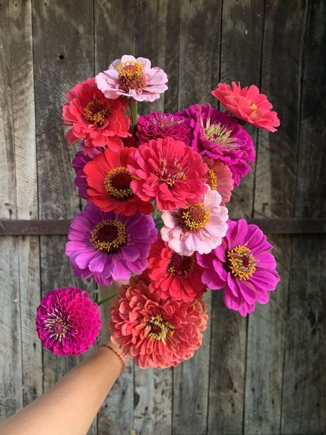 Zinnia Wedding Bouquet, Pink Zinnias, Zinnia Bouquet, Zinnia Garden, Cut Flower Farm, Zinnia Flowers, Wedding Bouquets Pink, Flower Therapy, Flower Quotes