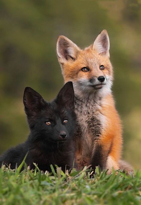 Red Fox Photography Beautiful, Red Fox Photography, Colorado Wildlife, Arctic Foxes, Baby Foxes, Two Foxes, Cute Foxes, Avatar Animals, Ginger Fox