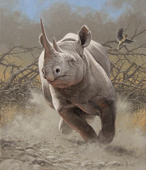 Rhino Pictures, Rhino Art, Photography Tattoo, Angry Animals, Wild Animals Photography, Black Rhino, Animal Attack, Animals Photography, Wild Animals Pictures