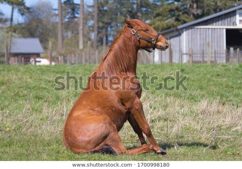 Horse Sitting, Horse Draw, Horse Poses, Animal References, Chestnut Horse, Horse Drawing, Funny Horse, Reference Photos, Drawing Techniques