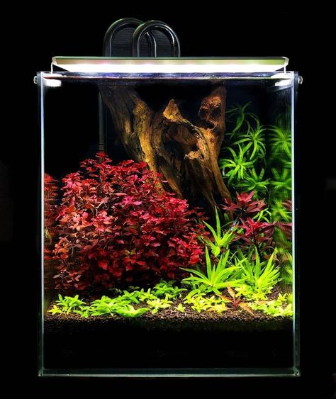 Biotope Aquarium, Fish Aquarium Decorations, Amazing Aquariums, Fish Tank Terrarium, Taman Air, Fish Tank Design, Aquascape Design, Betta Aquarium, Fresh Water Fish Tank