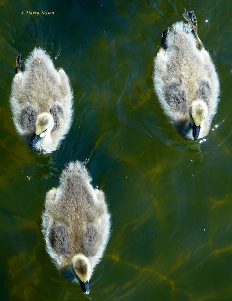 Canadian Geese, Canadian Goose, Photographer Website, Wildlife Photos, Boise Idaho, Sketchbook Journaling, Wildlife Animals, A Bridge, Birds Eye View