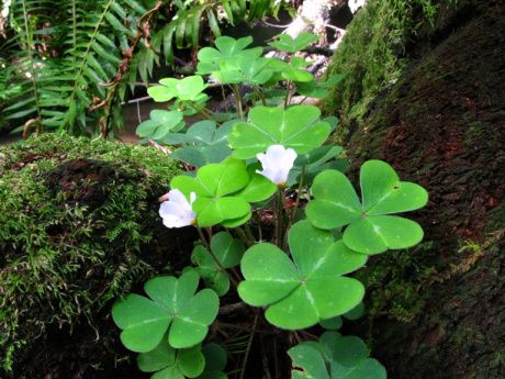 oxalis-oregana / redwood sorrell Oxalis Oregana, Forest Paintings, Shamrock Plant, Shamrock Tattoos, Coast Redwood, Wood Sorrel, Redwood Forest, Wildlife Gardening, Forest Painting