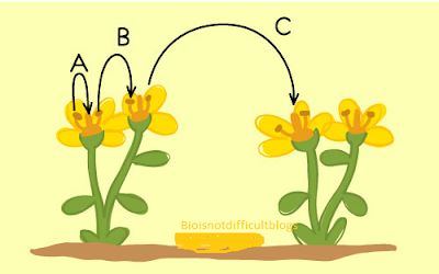 Self-Pollination & Cross- Pollination And Their Controversies Self Pollination, Cross Pollination, Biology Facts, Plants, Flowers