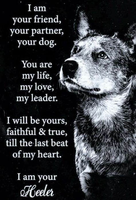 So beautiful- Unconditional Love) I love my dogs so much they’re my World✌️😉🔥 Austrailian Cattle Dog, Cattle Dogs Rule, Dog Poems, Heeler Puppies, Blue Heeler Dogs, Dog Quotes Love, Australian Cattle Dogs, You Are My Life, Australian Cattle Dog Blue Heeler